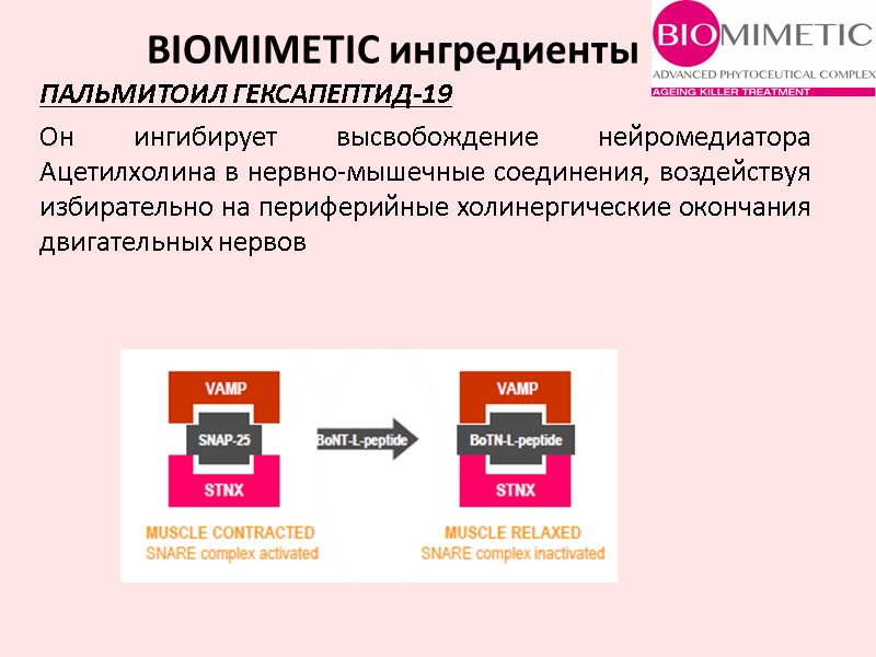 ПАЛЬМИТОИЛ ГЕКСАПЕПТИД-19  BIOMIMETIC ингредиенты Он ингибирует высвобождение нейромедиатора Ацетилхолина в нервно-мышечные соединения, воздействуя
